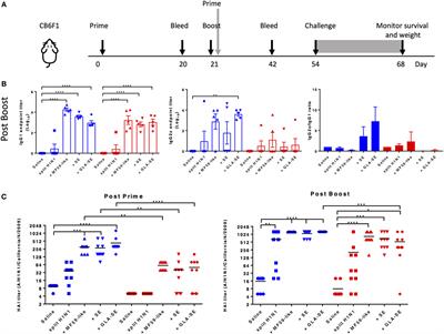 Improved Immune Responses in Young and Aged Mice with Adjuvanted Vaccines against H1N1 Influenza Infection